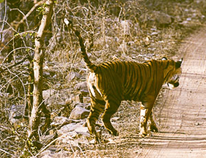scent marking